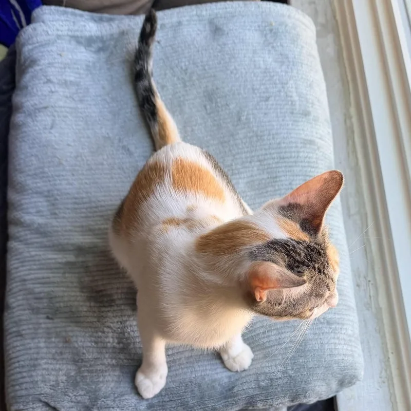 A young small-sized female White Domestic Short Hair cat named Soda for adoption in Fort Worth, TX
