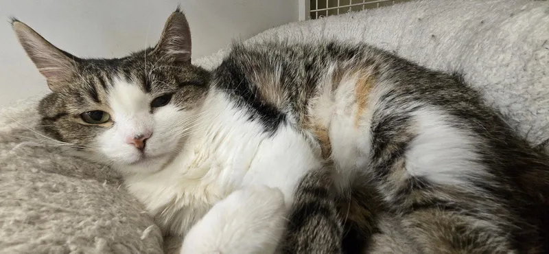 An adult medium-sized female Domestic Short Hair cat named Lena for adoption in Dublin, OH