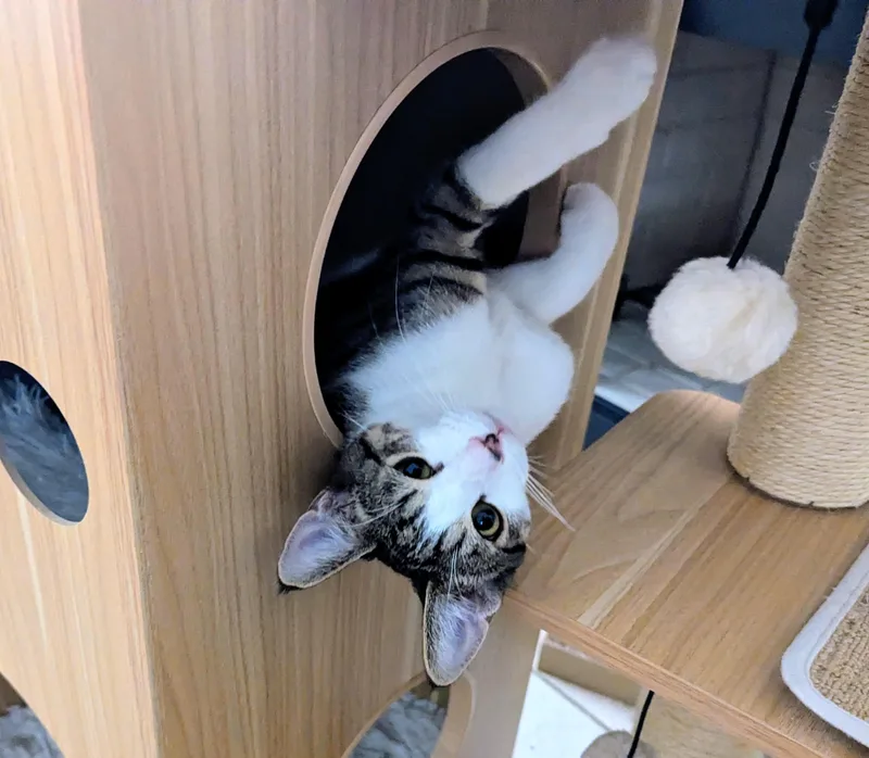 A baby medium-sized male Domestic Short Hair cat named Atticus for adoption in Phoenix, AZ