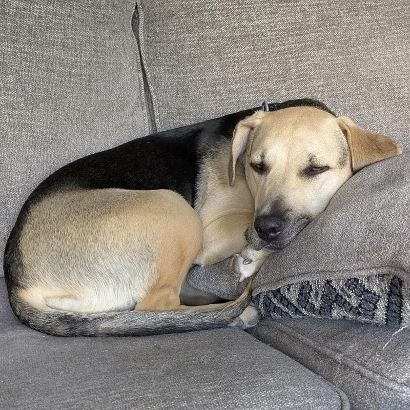 Penny Home to