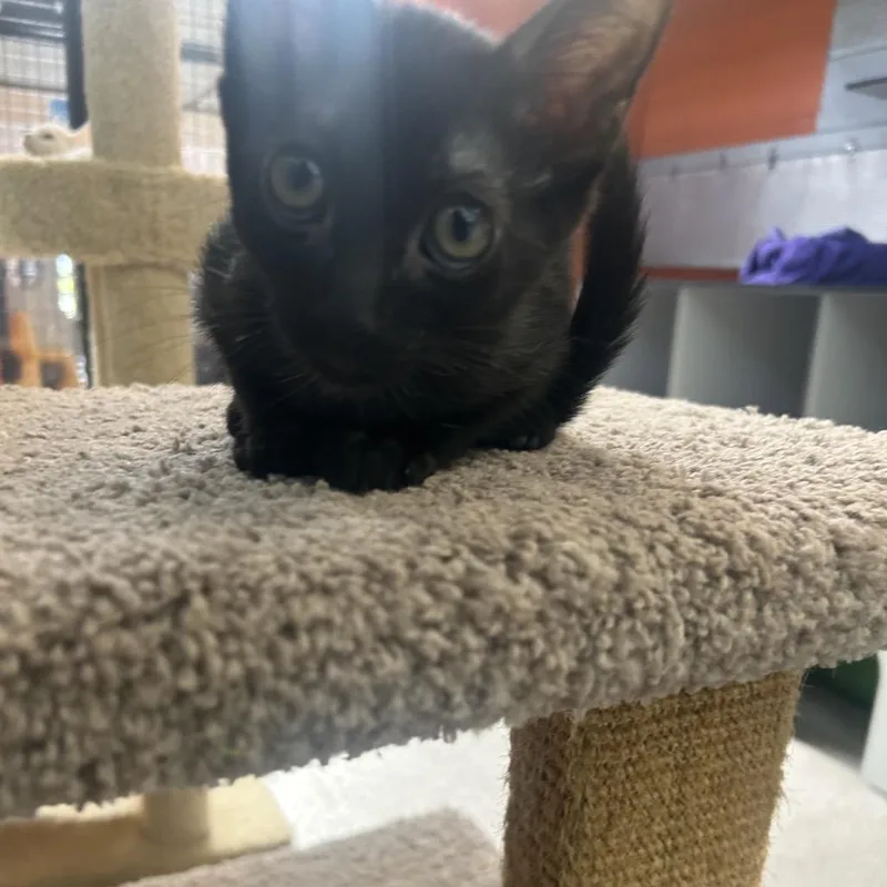A baby small-sized male Black Domestic Short Hair cat named Arnold for adoption in Sarasota, FL