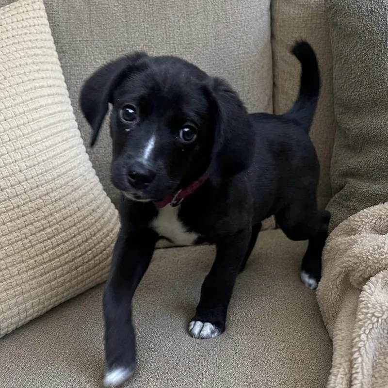 A baby medium-sized female Black Labrador Retriever dog named Allie for adoption in Richmond, VA