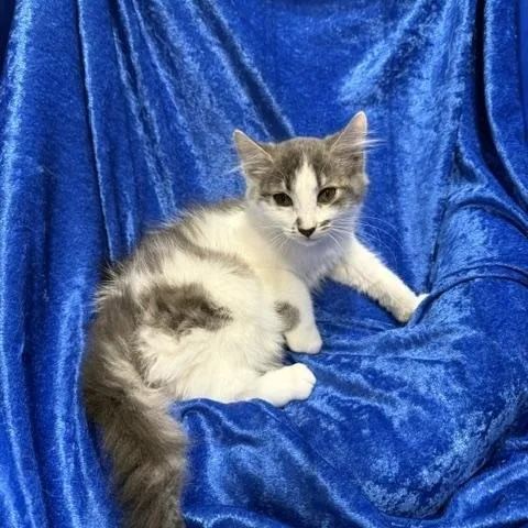 A baby medium-sized female Ragamuffin cat named Sassifrass for adoption in Gainesville, FL