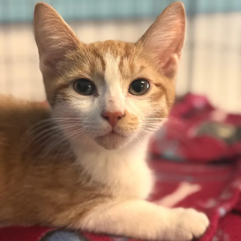 A baby small-sized male Buff / Tan / Fawn Domestic Short Hair cat named Harlem for adoption in Decatur, GA