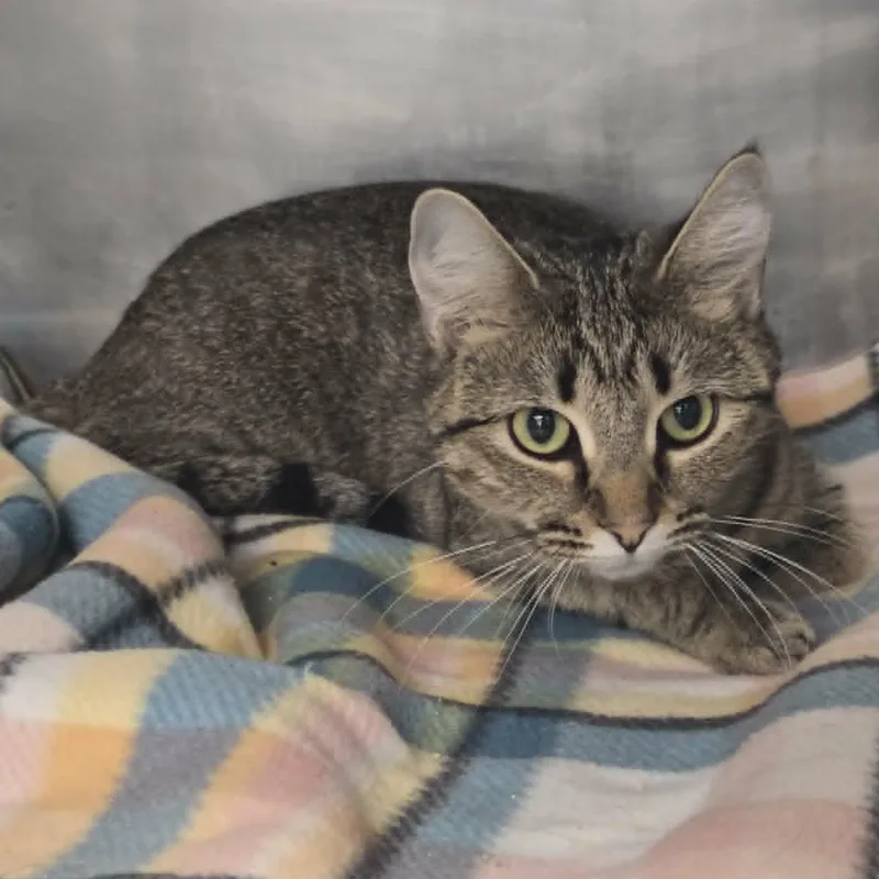 A young medium-sized female Tabby (Brown / Chocolate) Domestic Short Hair cat named Kiri for adoption in Watertown, WI