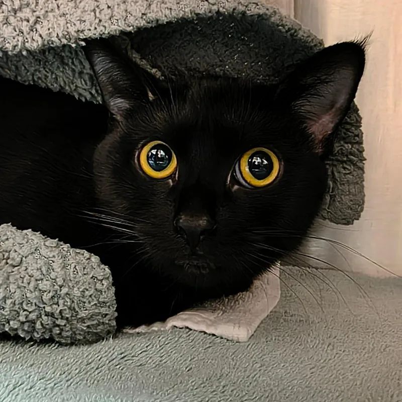 A young medium-sized female Black Domestic Short Hair cat named Ophelia for adoption in Springfield, MA