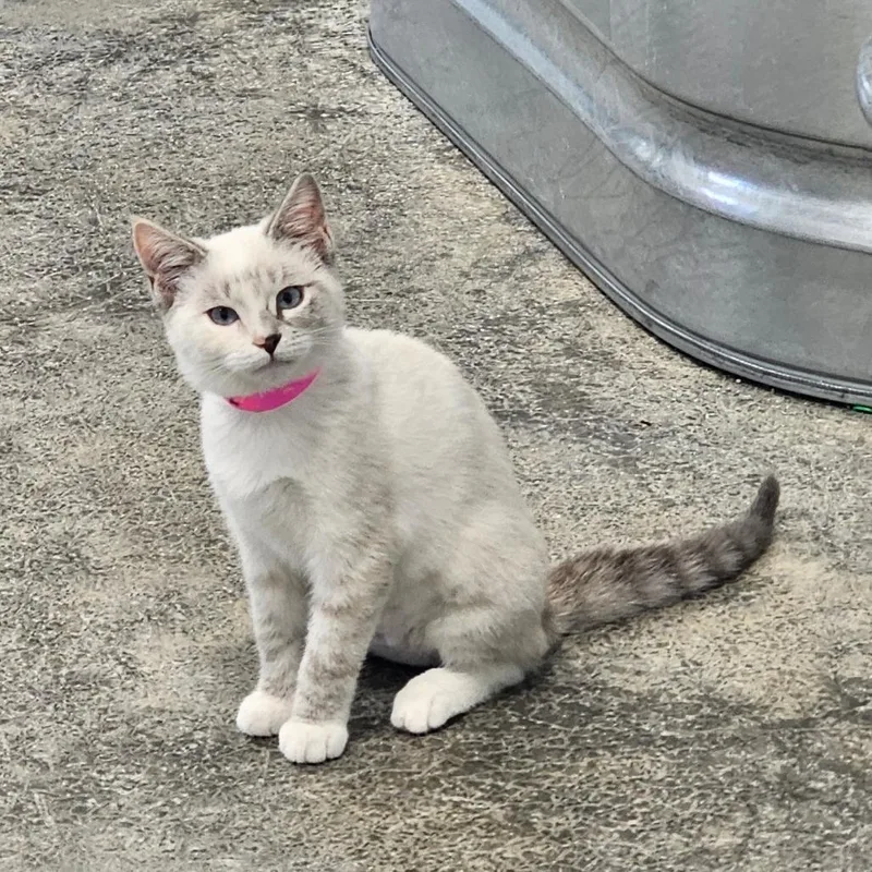 A baby small-sized female Calico Domestic Short Hair cat named Sugar for adoption in Corydon, IN