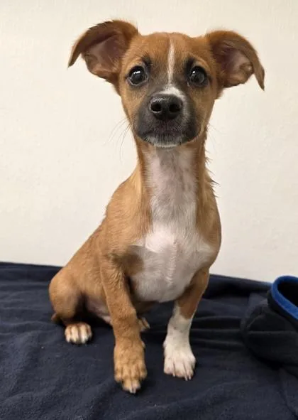 A young small-sized male Chihuahua dog named Rellano for adoption in Phoenix, AZ