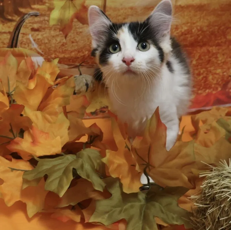 A baby small-sized female Orange & White Domestic Short Hair cat named Princess Donut for adoption in Richmond, IN