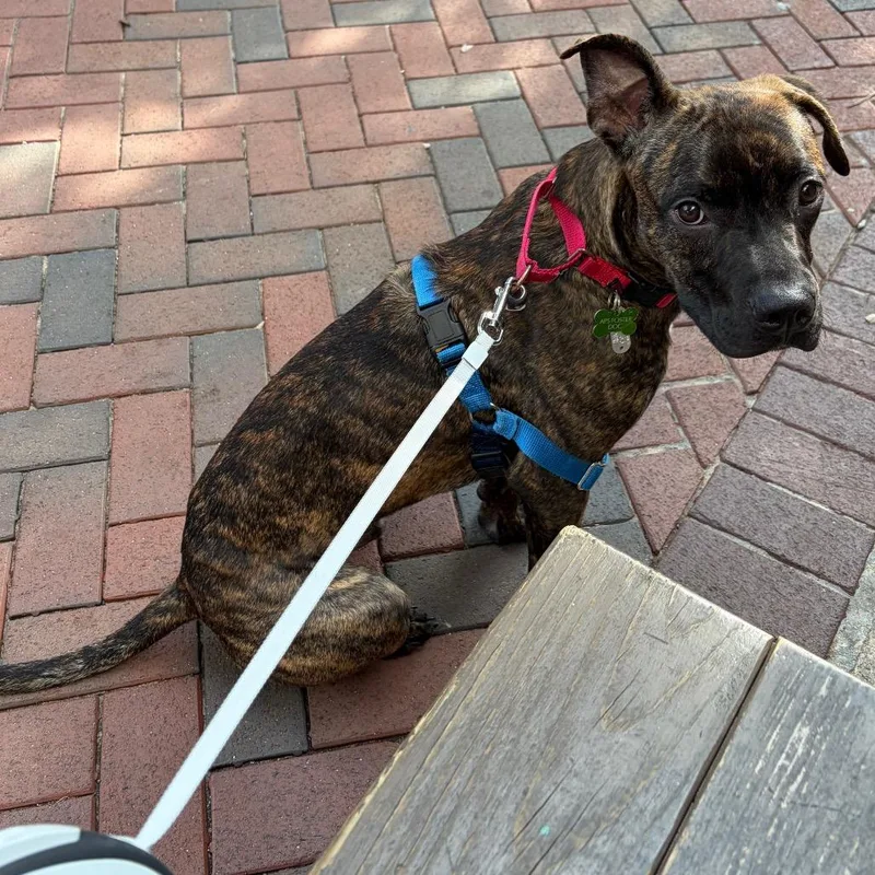 An adult medium-sized male Boxer dog named Cashew for adoption in Durham, NC
