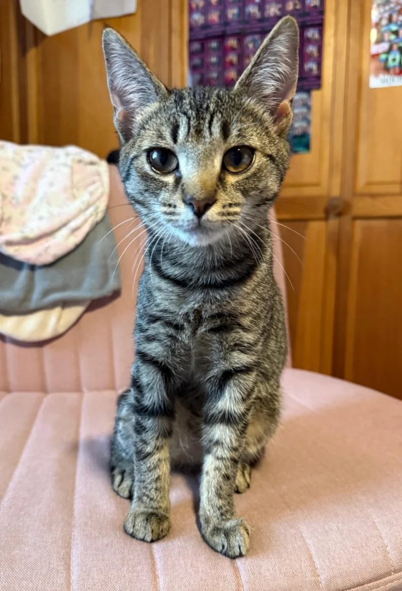 A baby medium-sized female Tabby (Brown / Chocolate) Domestic Short Hair cat named Willow for adoption in Clayton, NJ