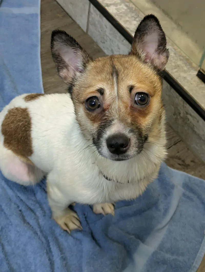 A young small-sized female Jack Russell Terrier dog named Chili for adoption in Hilham, TN