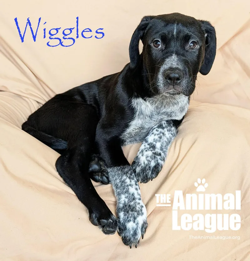 A baby medium-sized male Merle (Blue) Australian Cattle Dog / Blue Heeler dog named Wiggles for adoption in Groveland, FL