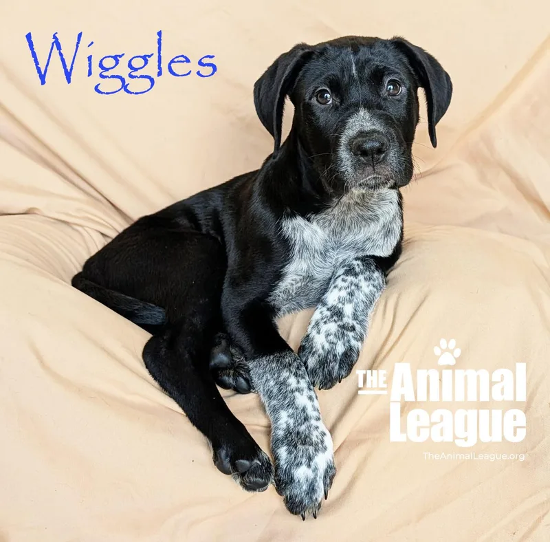 Wiggles thumbnail 2