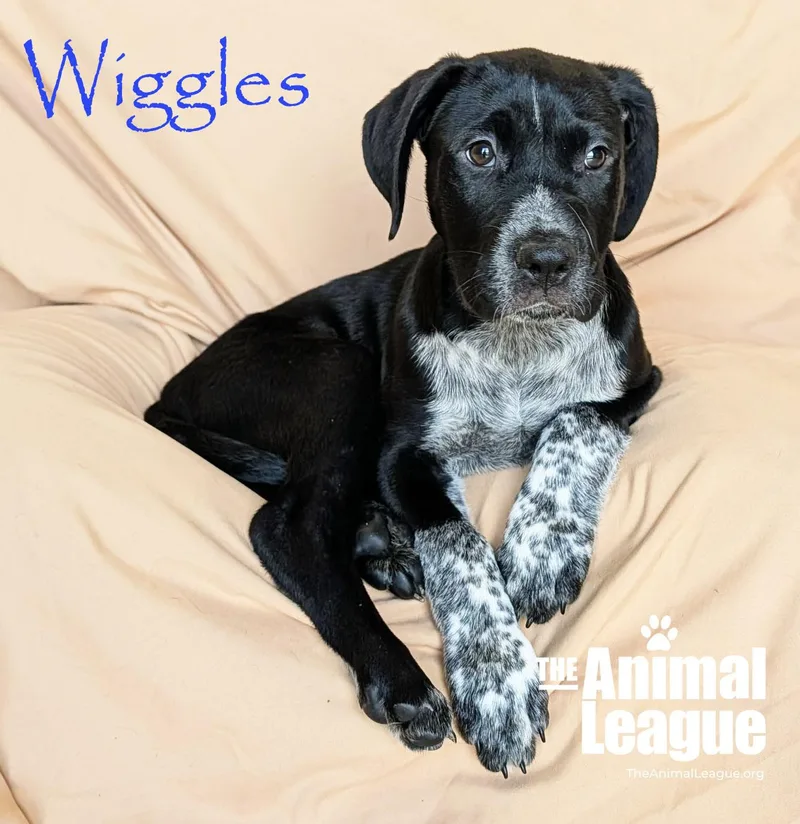 Wiggles thumbnail 4