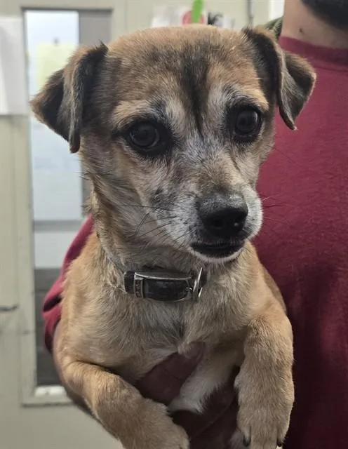 An adult small-sized male Chihuahua dog named Filo for adoption in Tucson, AZ