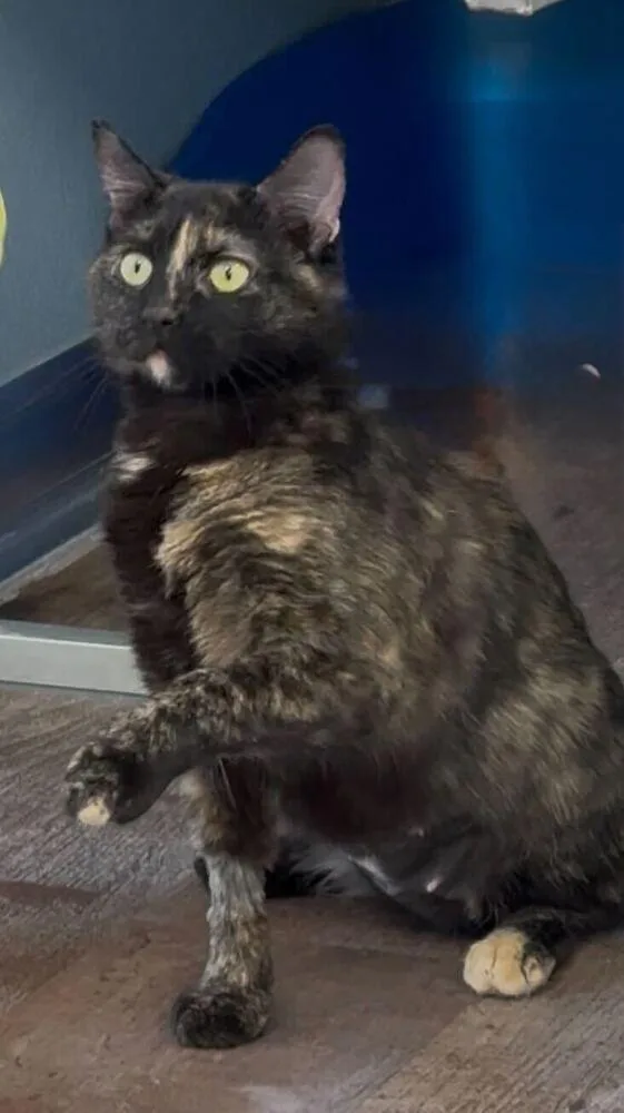 An adult medium-sized female Tortoiseshell Domestic Short Hair cat named Fizzy for adoption in Milltown, NJ