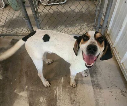 An adult medium-sized male Coonhound dog named Leland for adoption in Sullivan, IN