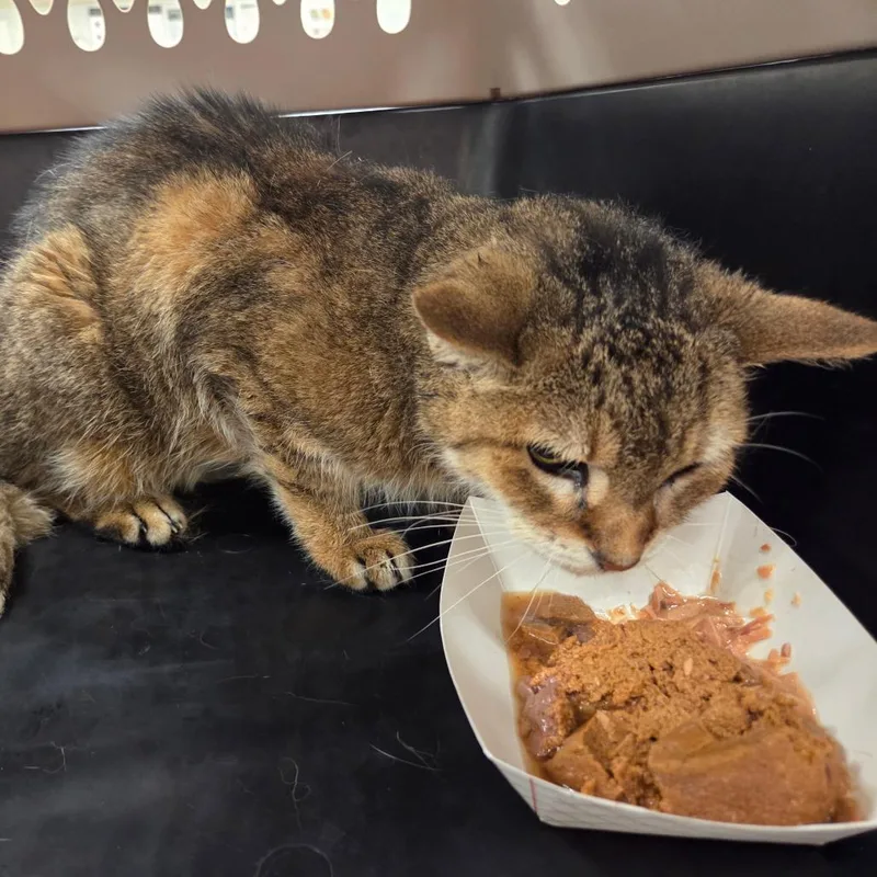 A senior medium-sized female Brown / Chocolate Domestic Short Hair cat named Beatrice for adoption in Chattanooga, TN