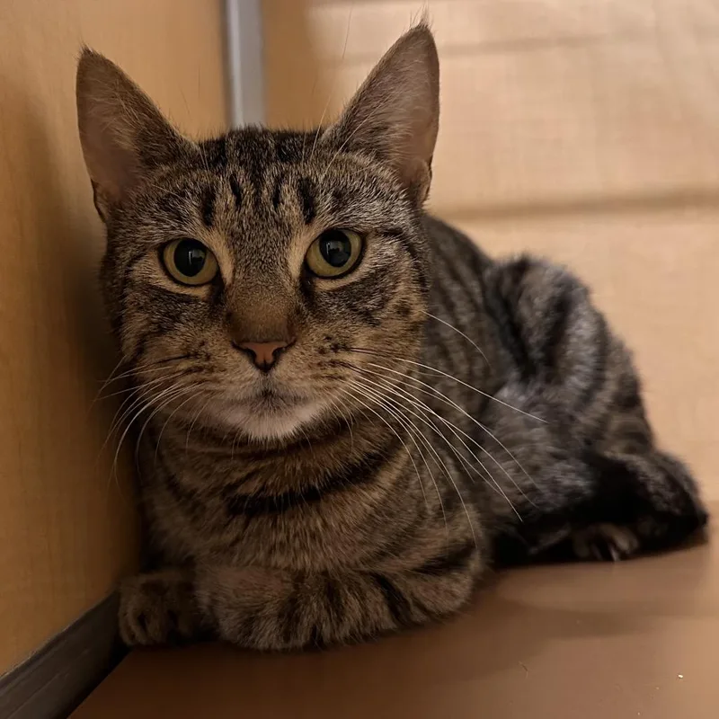 A young medium-sized female Brown / Chocolate Domestic Short Hair cat named Lynn for adoption in Chesapeake, VA