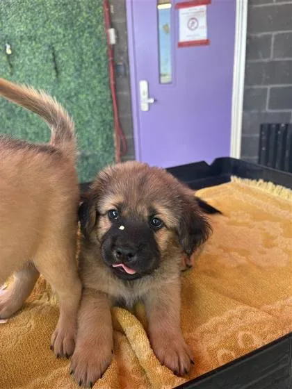 A baby large-sized male Brown / Chocolate Shepherd dog named 61572150 for adoption in El Paso, TX