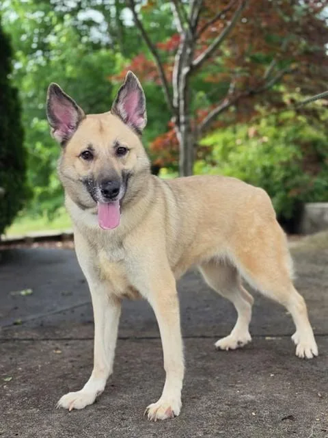 An adult large-sized female German Shepherd Dog dog named Dj for adoption in Statesville, NC