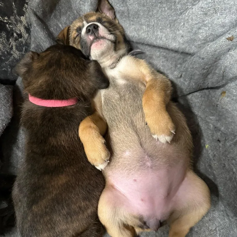 Butter Aka "hannah" thumbnail 4