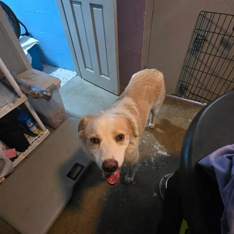 An adult medium-sized female White / Cream Australian Shepherd dog named MeMe for adoption in Pulaski, TN