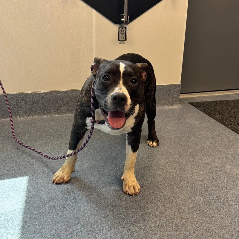 A young medium-sized female Pit Bull Terrier dog named Tilly for adoption in St Joseph, MO