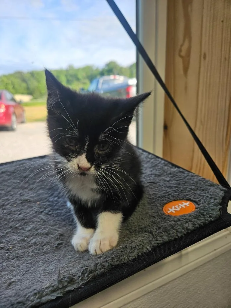 A baby medium-sized female Domestic Short Hair cat named Pecan for adoption in Morgantown, KY