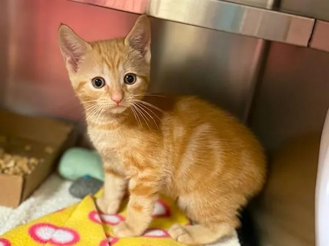 A baby small-sized male Domestic Short Hair cat named Alberto for adoption in Fort Wayne, IN