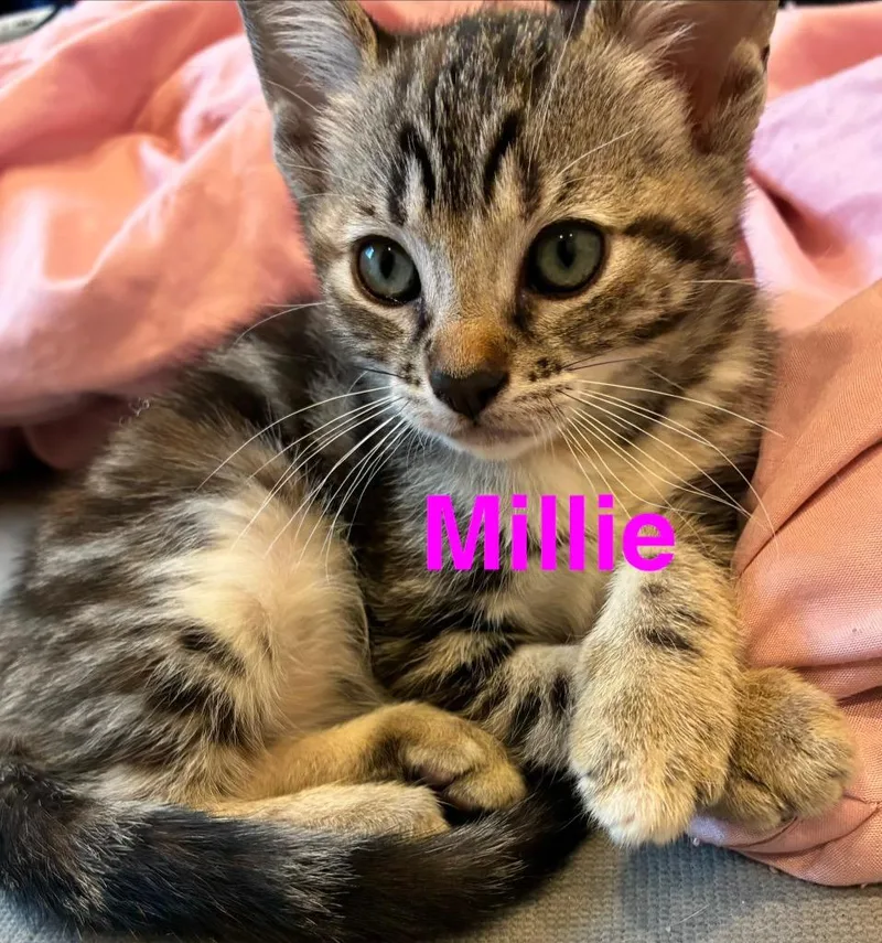 Millie