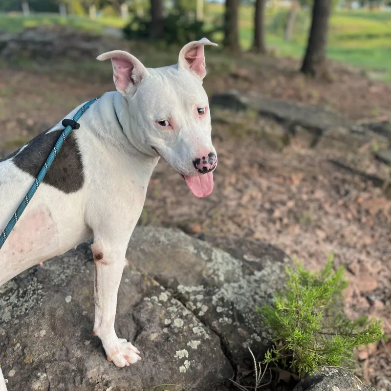 Delilah