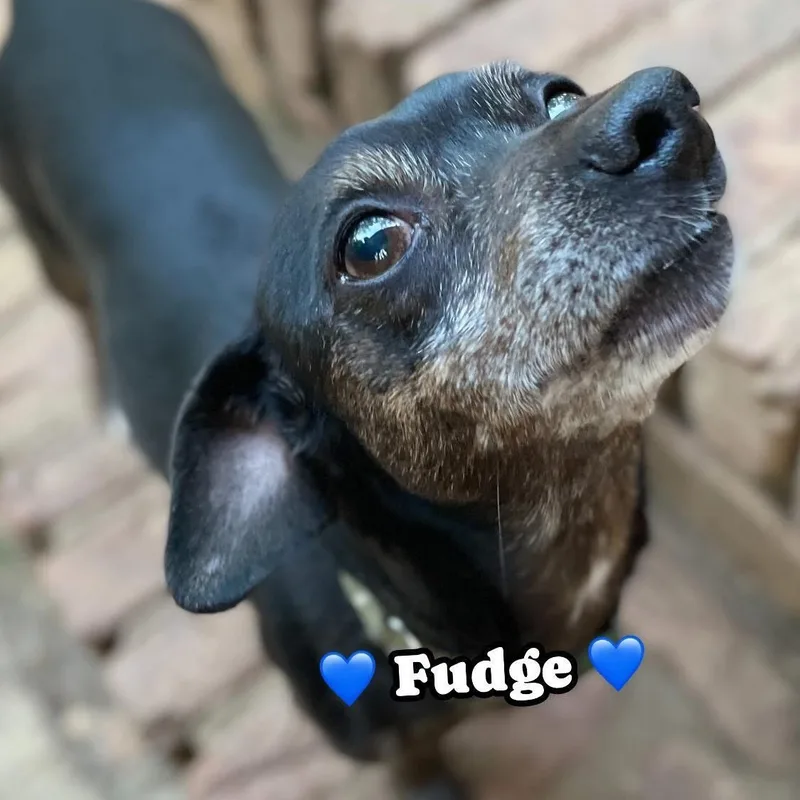 Fudge thumbnail 2