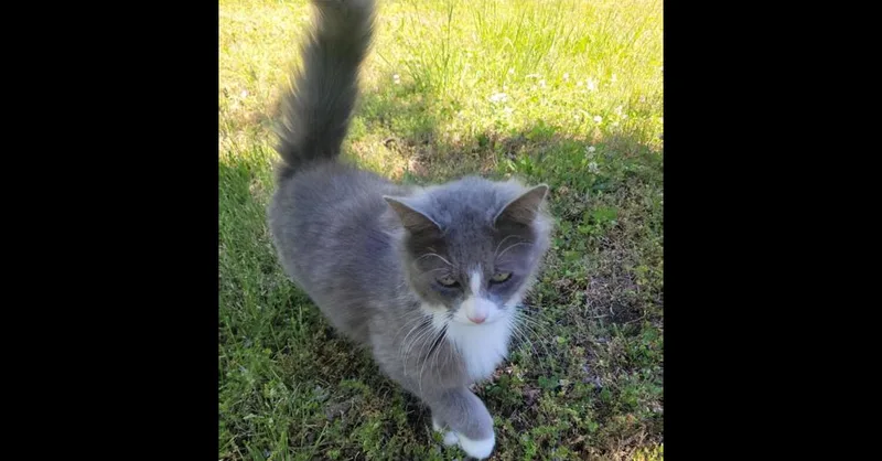 An adult medium-sized female Gray & White Domestic Long Hair cat named Chris Angel for adoption in Salisbury, NC