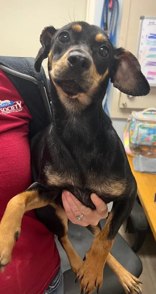 An adult medium-sized female Miniature Pinscher dog named Haley for adoption in Marion, OH