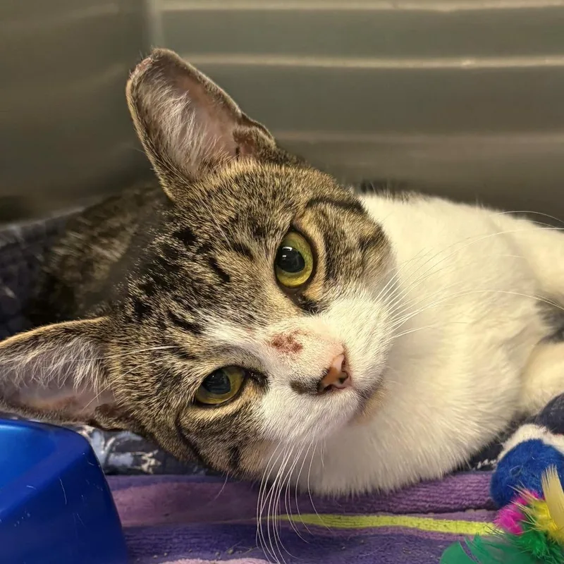 A young medium-sized male White Domestic Short Hair cat named Jeremy for adoption in East Hanover, NJ