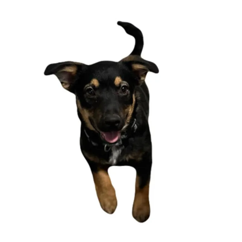 A baby medium-sized male Shepherd dog named Kodiak for adoption in Red Bluff, CA