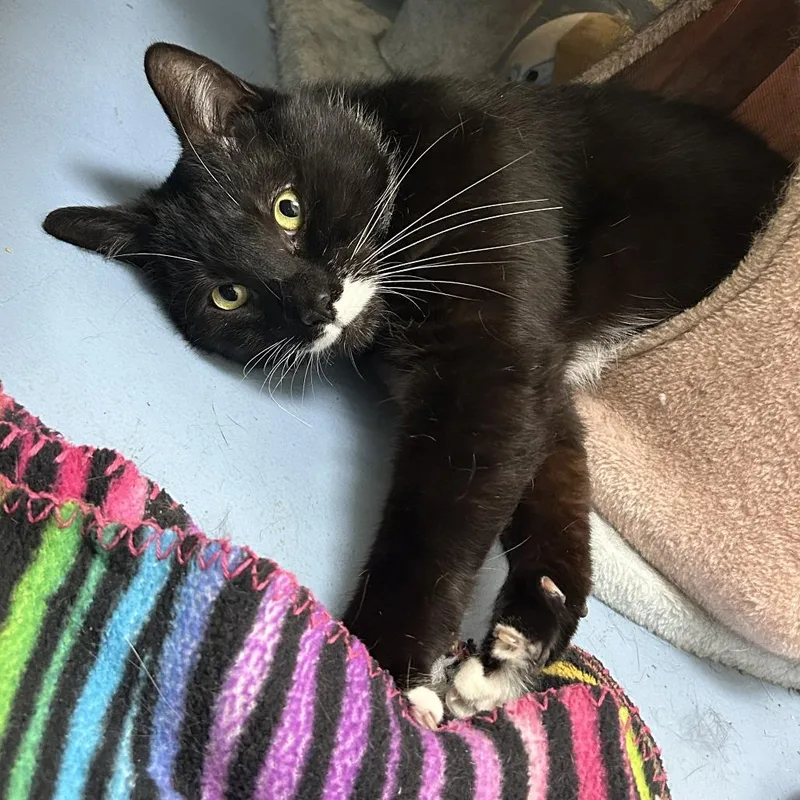 An adult large-sized male Black Domestic Short Hair cat named Mr. Mistachio for adoption in Brockton, MA