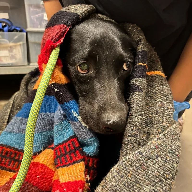 A baby small-sized female Black Labrador Retriever dog named Lucy for adoption in Yuma, AZ