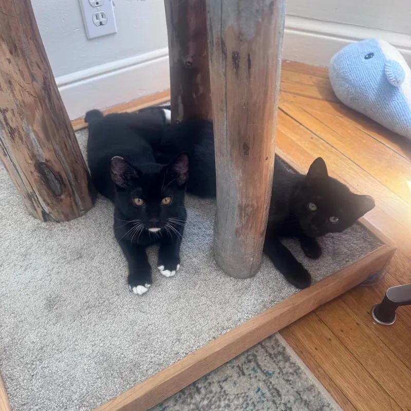 A baby medium-sized female Black Domestic Short Hair cat named Coco for adoption in San Francisco, CA