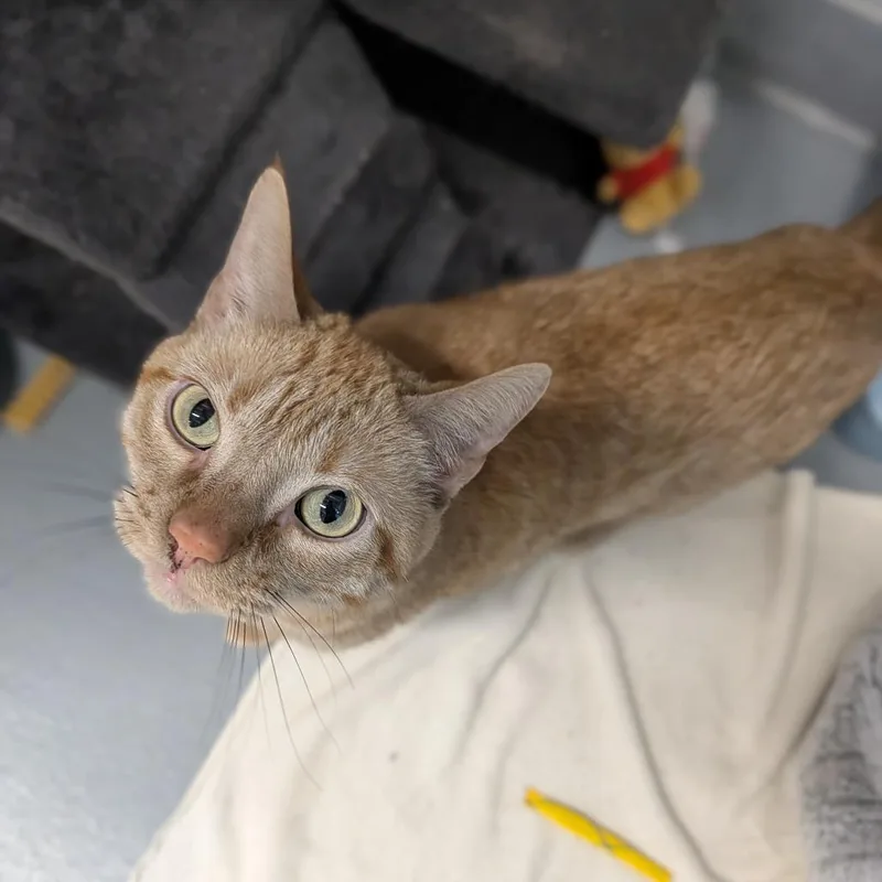 Colonel Mustard thumbnail 2