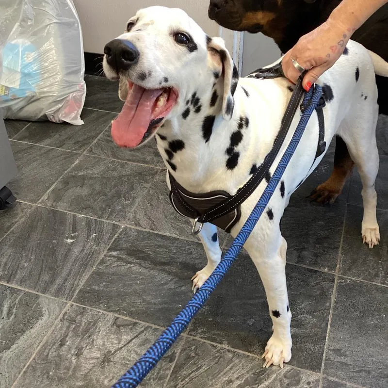 A senior large-sized female Dalmatian dog named Dot for adoption in Tampa, FL