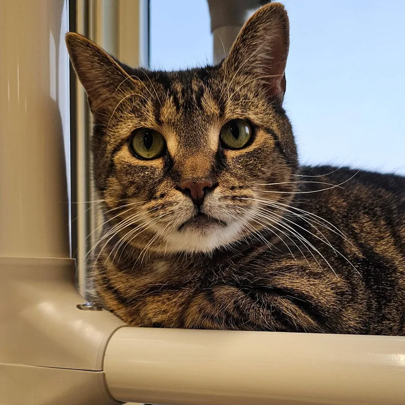 An adult large-sized female Tabby (Brown / Chocolate) Domestic Short Hair cat named Kammi C for adoption in Frankfort, KY
