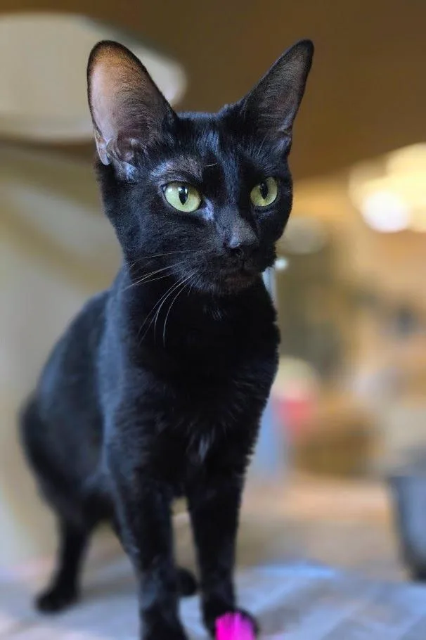 A young medium-sized female Domestic Short Hair cat named Eyebrows for adoption in Douglasville, GA