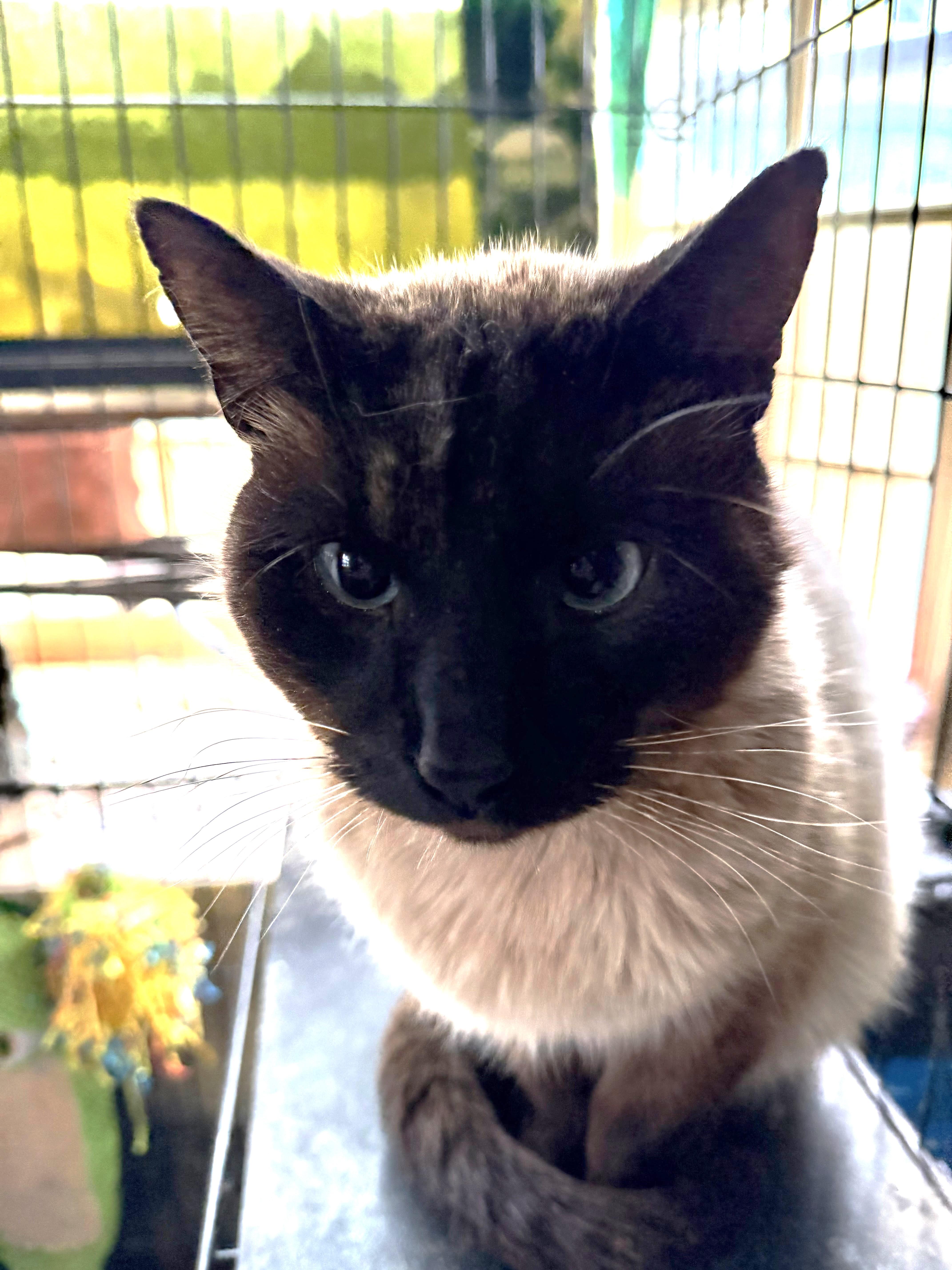 Lancelot thumbnail 2