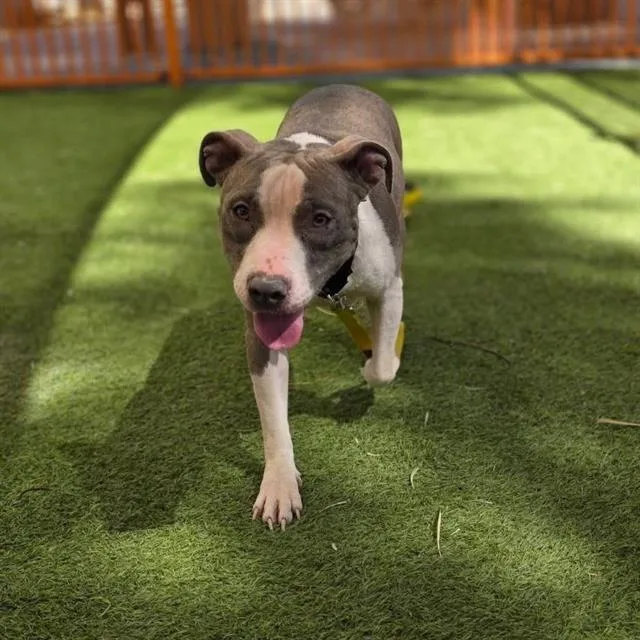 An adult medium-sized female Pit Bull Terrier dog named Droplet for adoption in Las Vegas, NV