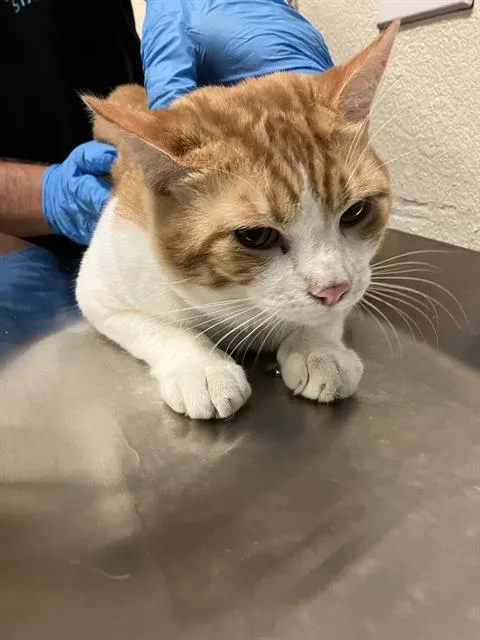 An adult medium-sized male Domestic Short Hair cat named Luis for adoption in Long Beach, CA