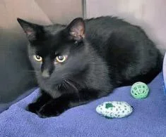 An adult medium-sized male Domestic Short Hair cat named Eldritch for adoption in Fishers, IN