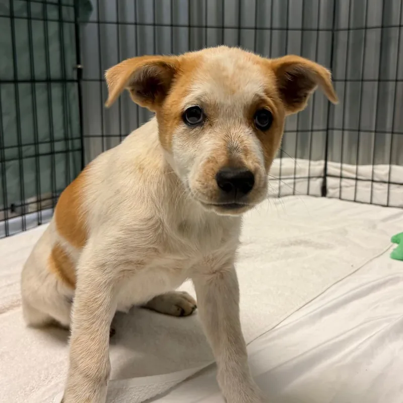 A baby small-sized female Red / Chestnut / Orange Australian Cattle Dog / Blue Heeler dog named Shock for adoption in Flagstaff, AZ